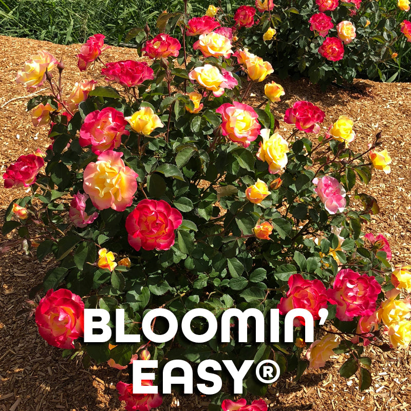 Bloomin' Easy