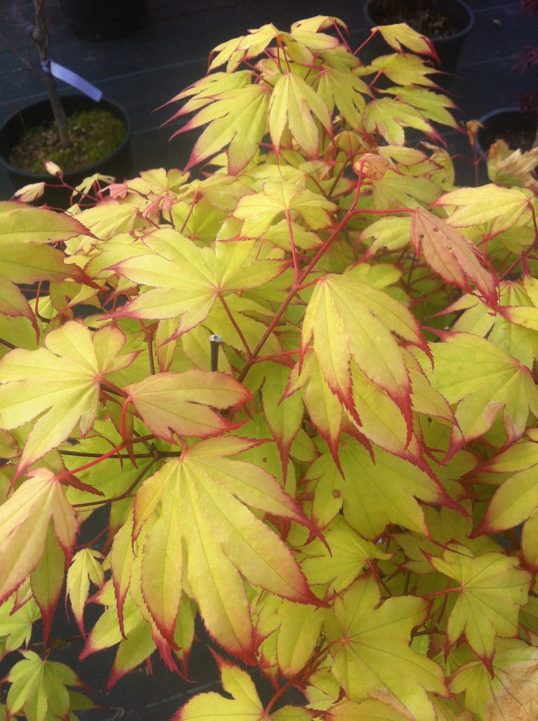 Red Fingernails Japanese Maple