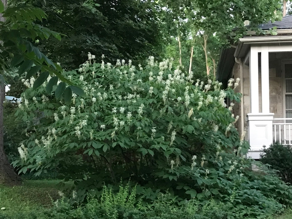 Bottlebrush Buckeye