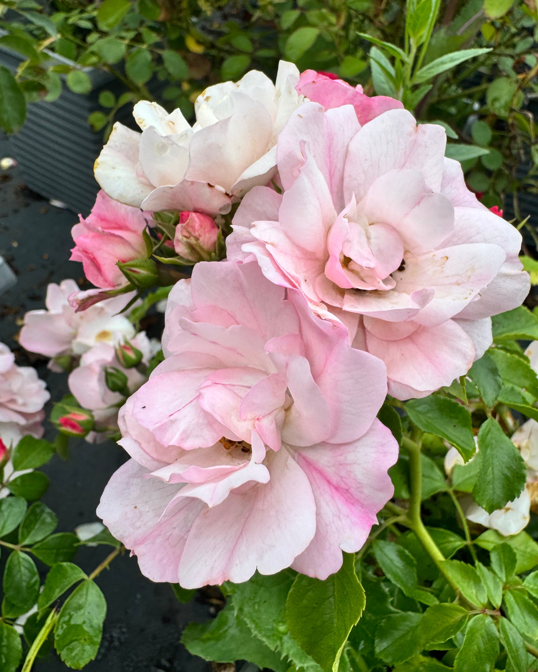 Apple Blossom Carpet Rose