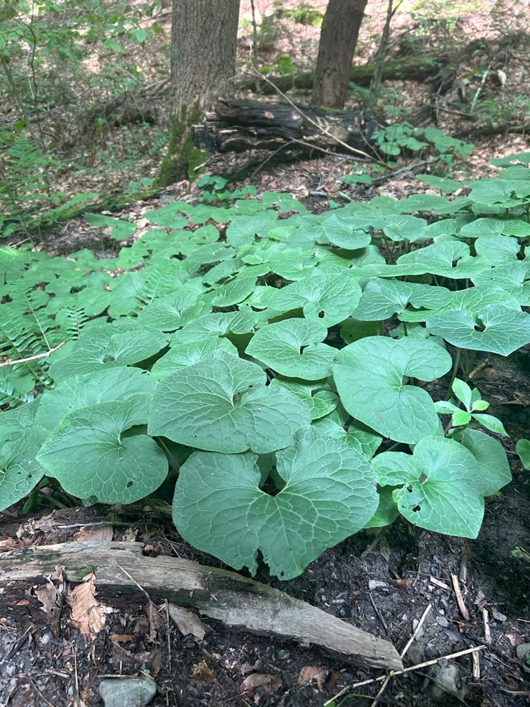 Wild Ginger