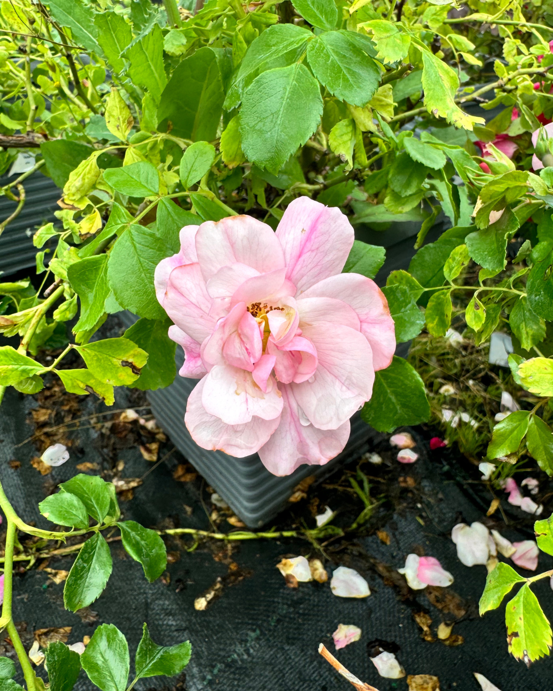 Apple Blossom Carpet Rose