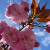 Kwanzan Flowering Cherry