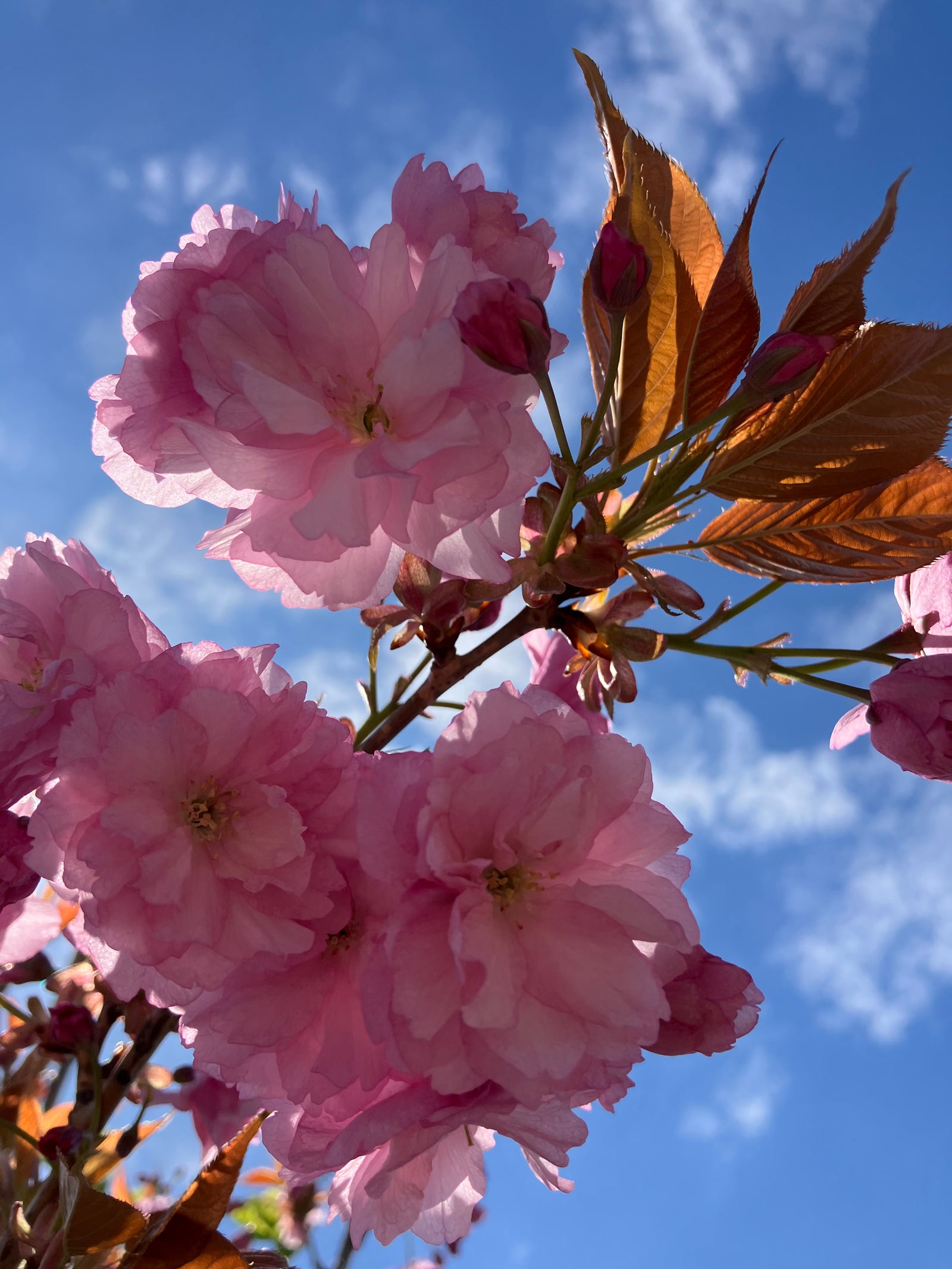 Kwanzan Flowering Cherry