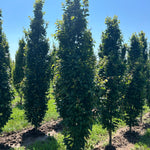 Lucas Pyramidal Hornbeam