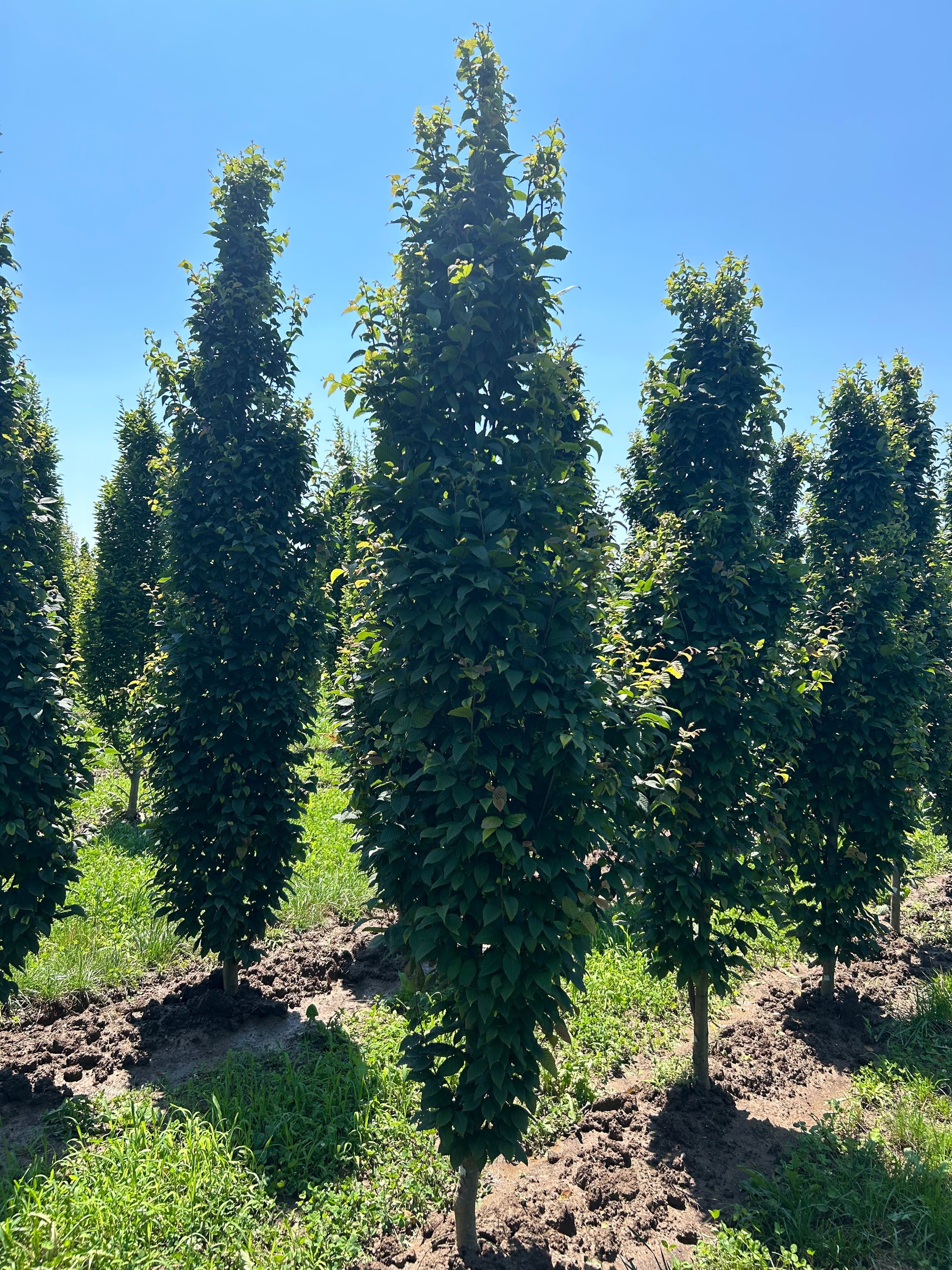 Lucas Pyramidal Hornbeam