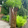 "Braided Willow 80cm (12" Pot)"