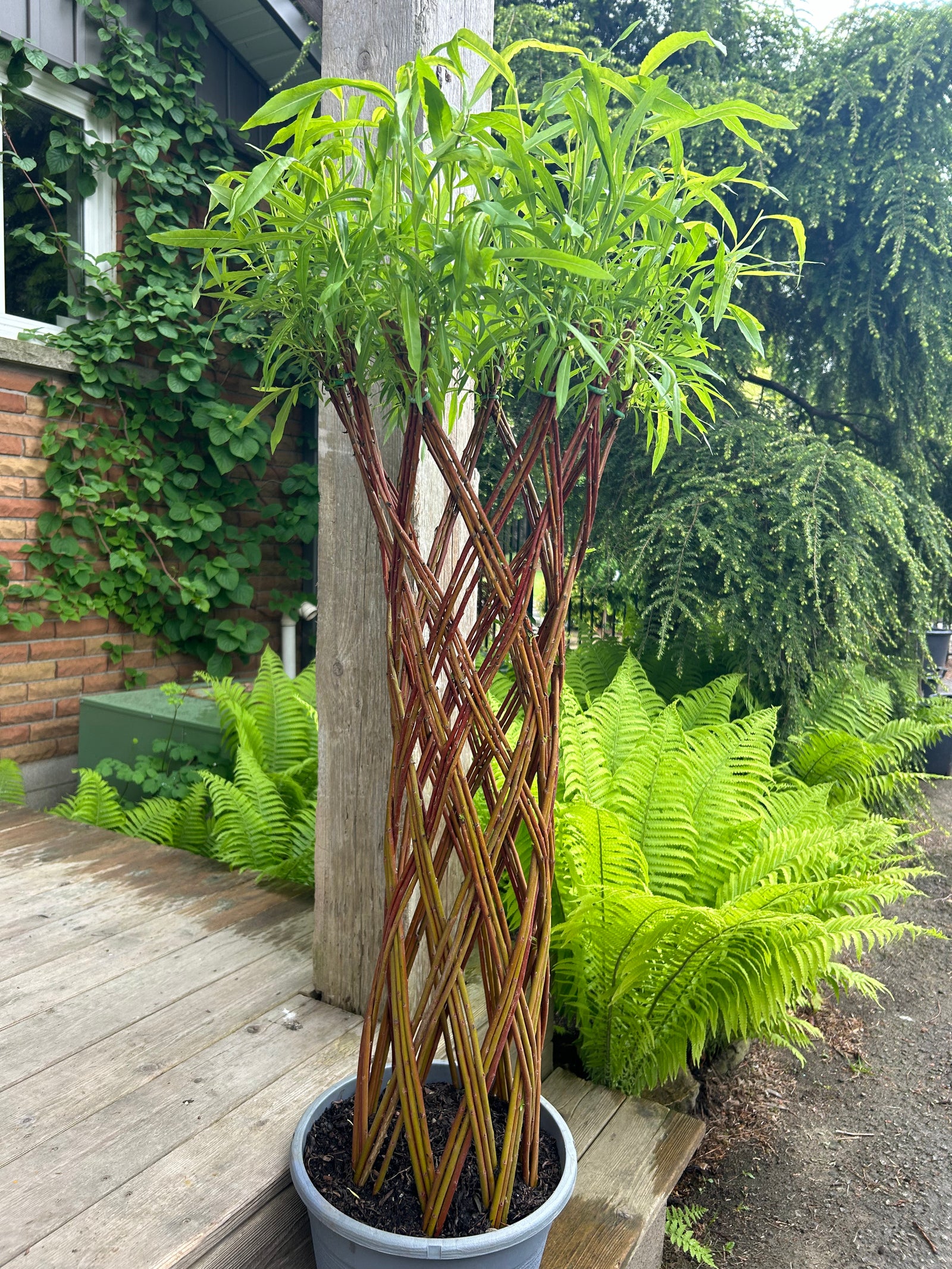 "Braided Willow 80cm (12" Pot)"