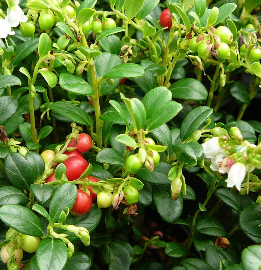 Lingonberry