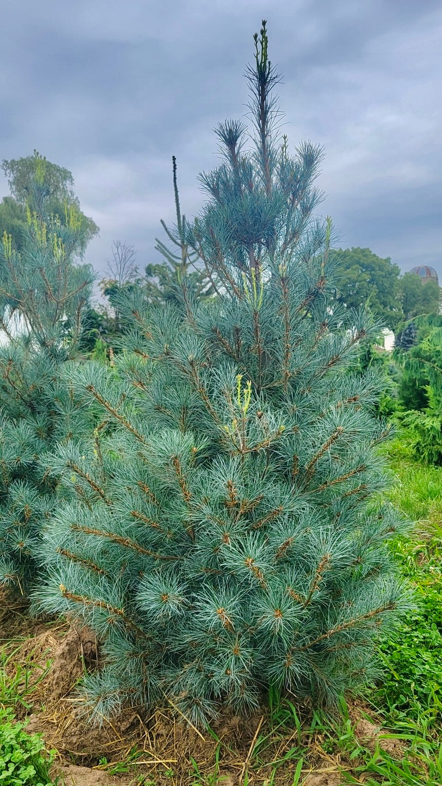 Blue Clovers White Pine