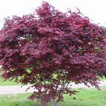 Bloodgood Japanese Maple