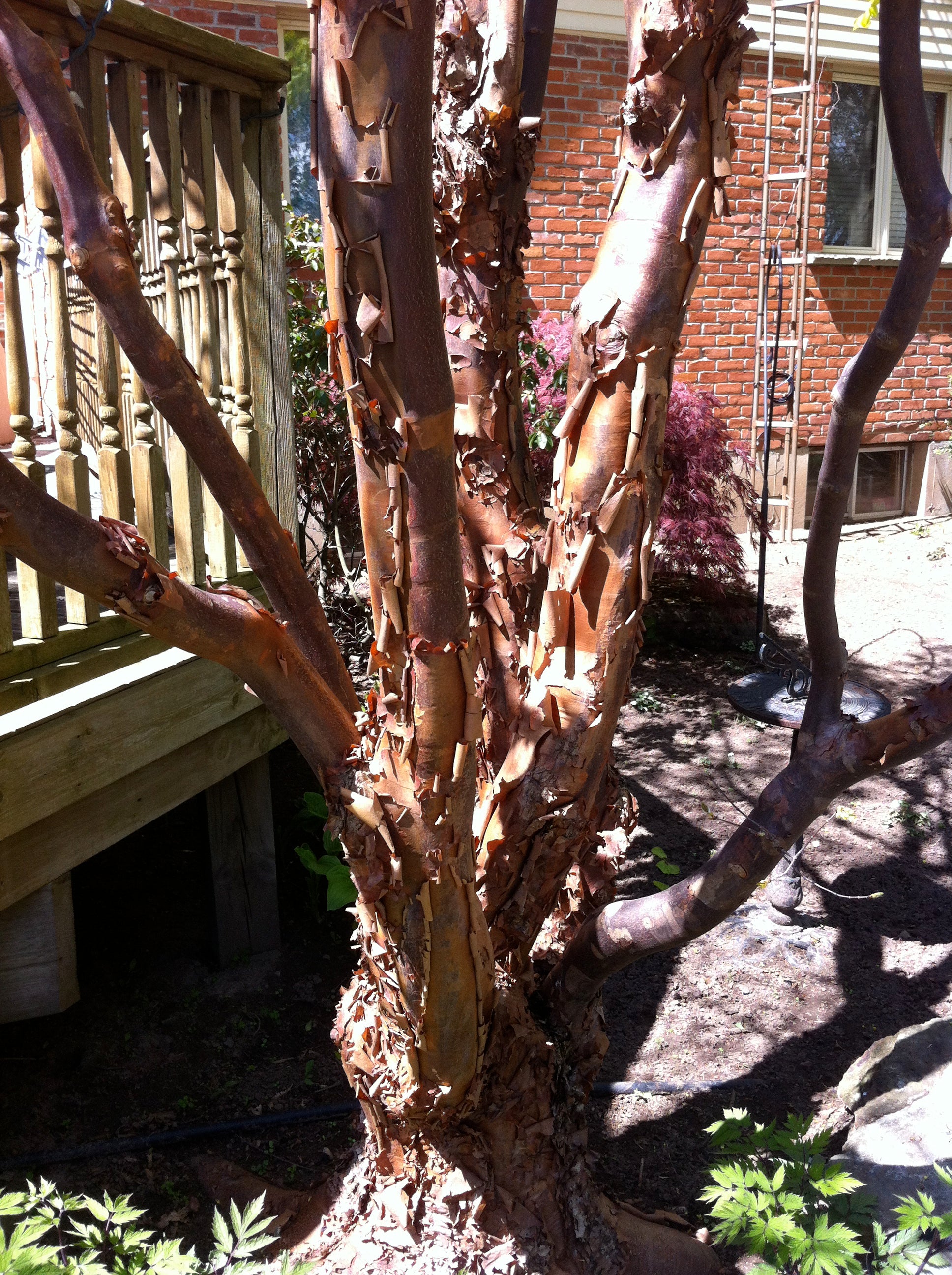 Paperbark Maple