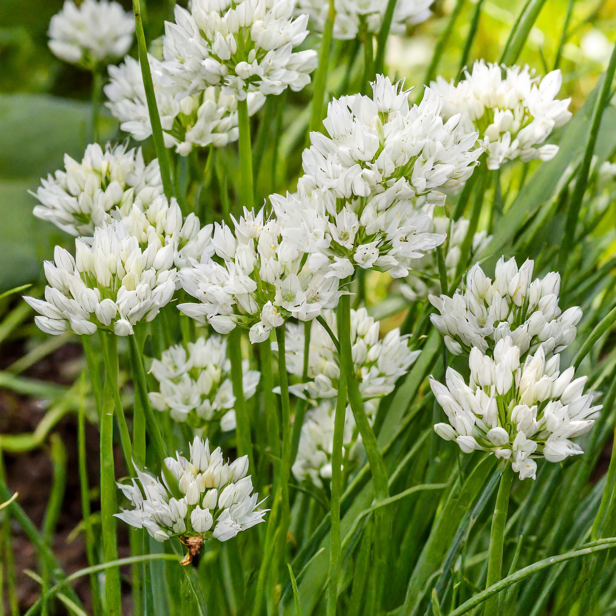 Wild Chives – GardenTap