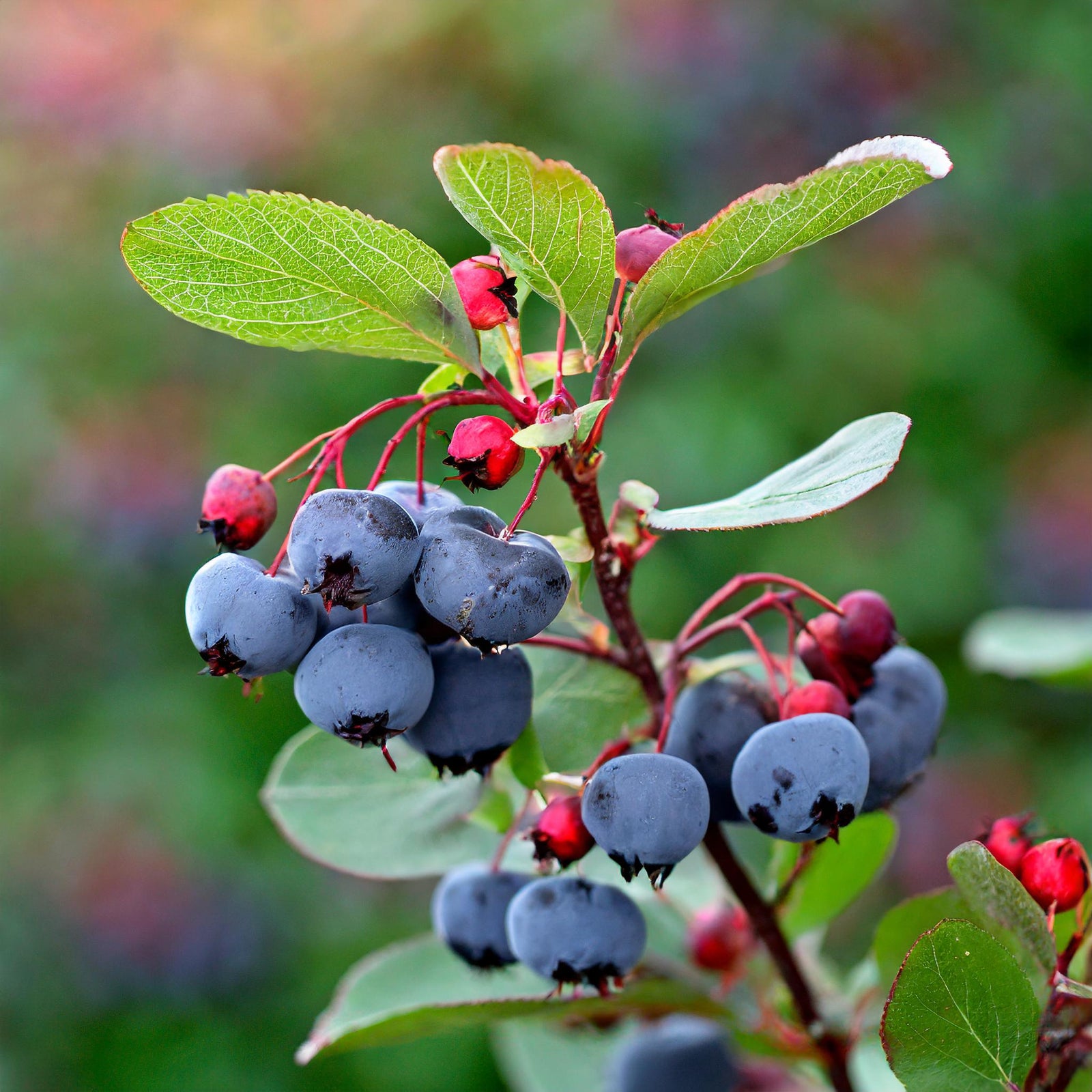 Lee #3 Saskatoon Berry