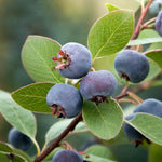 Smokey Saskatoon Berry