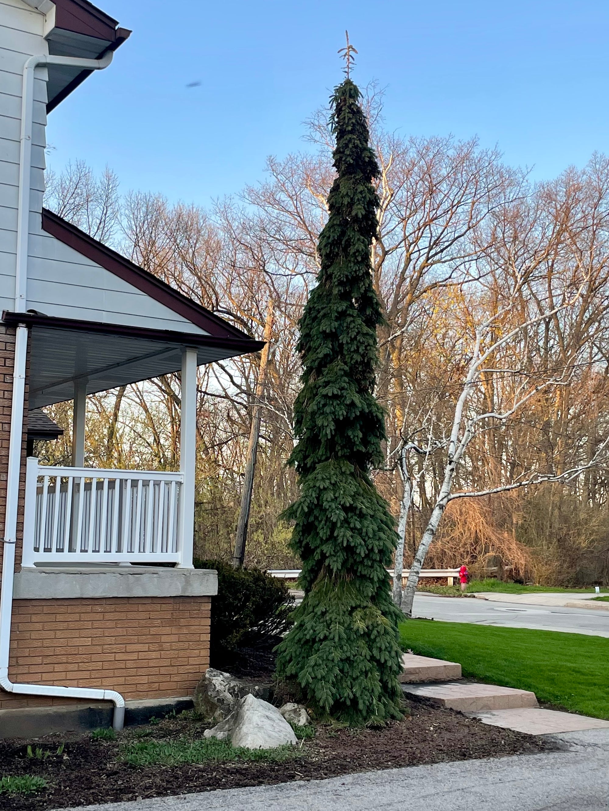 Weeping White Spruce