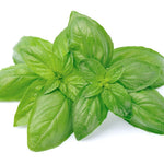 Sweet Basil (Basil Genovese)