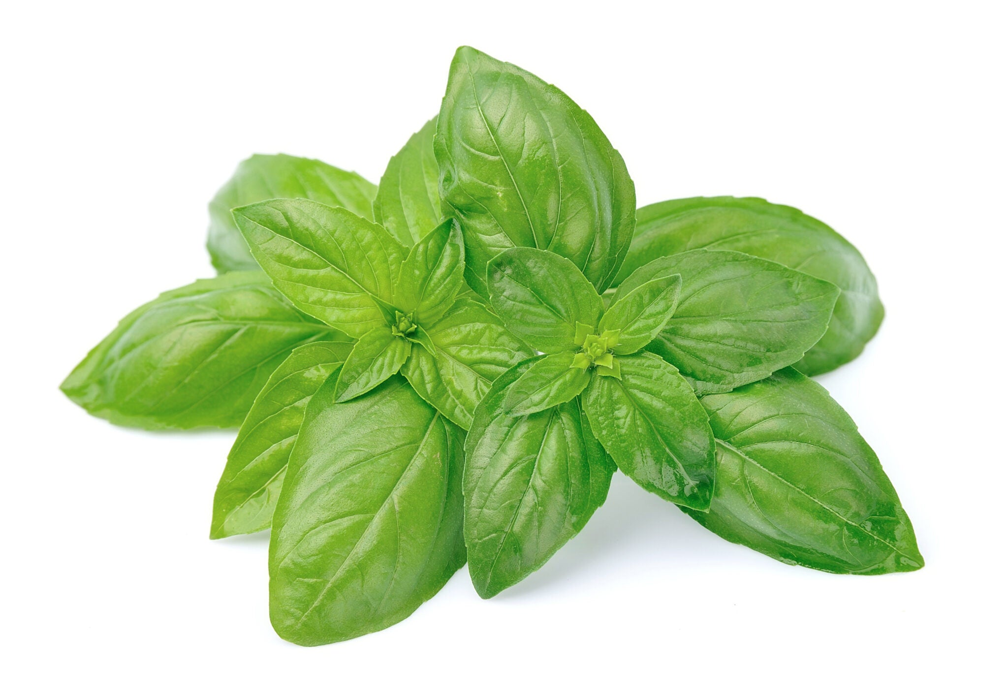 Sweet Basil (Basil Genovese)