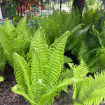 Ostrich Fern