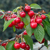 Crimson Passion Cherry