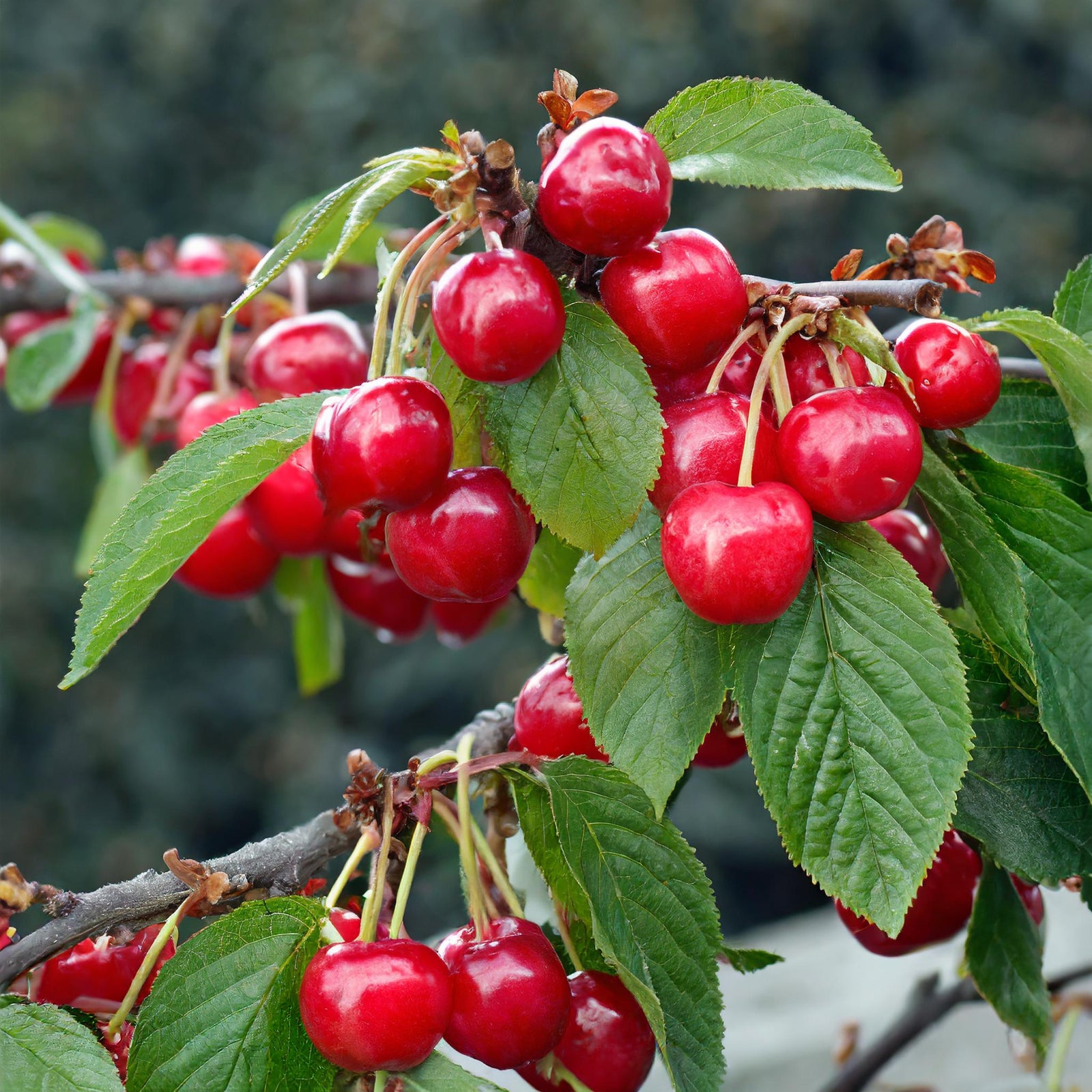 Crimson Passion Cherry