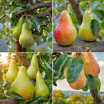 Combo Pear