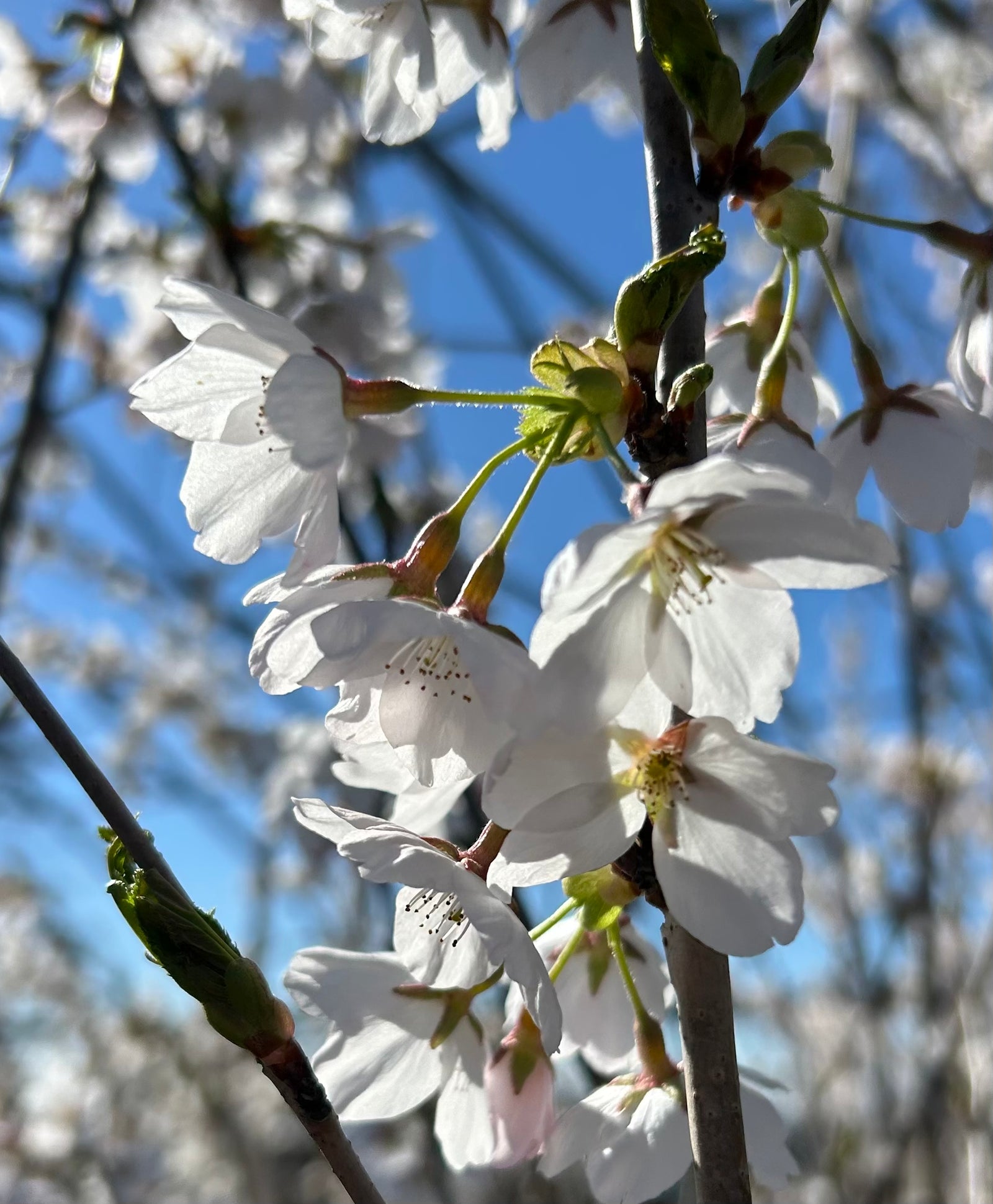 Yoshino Cherry