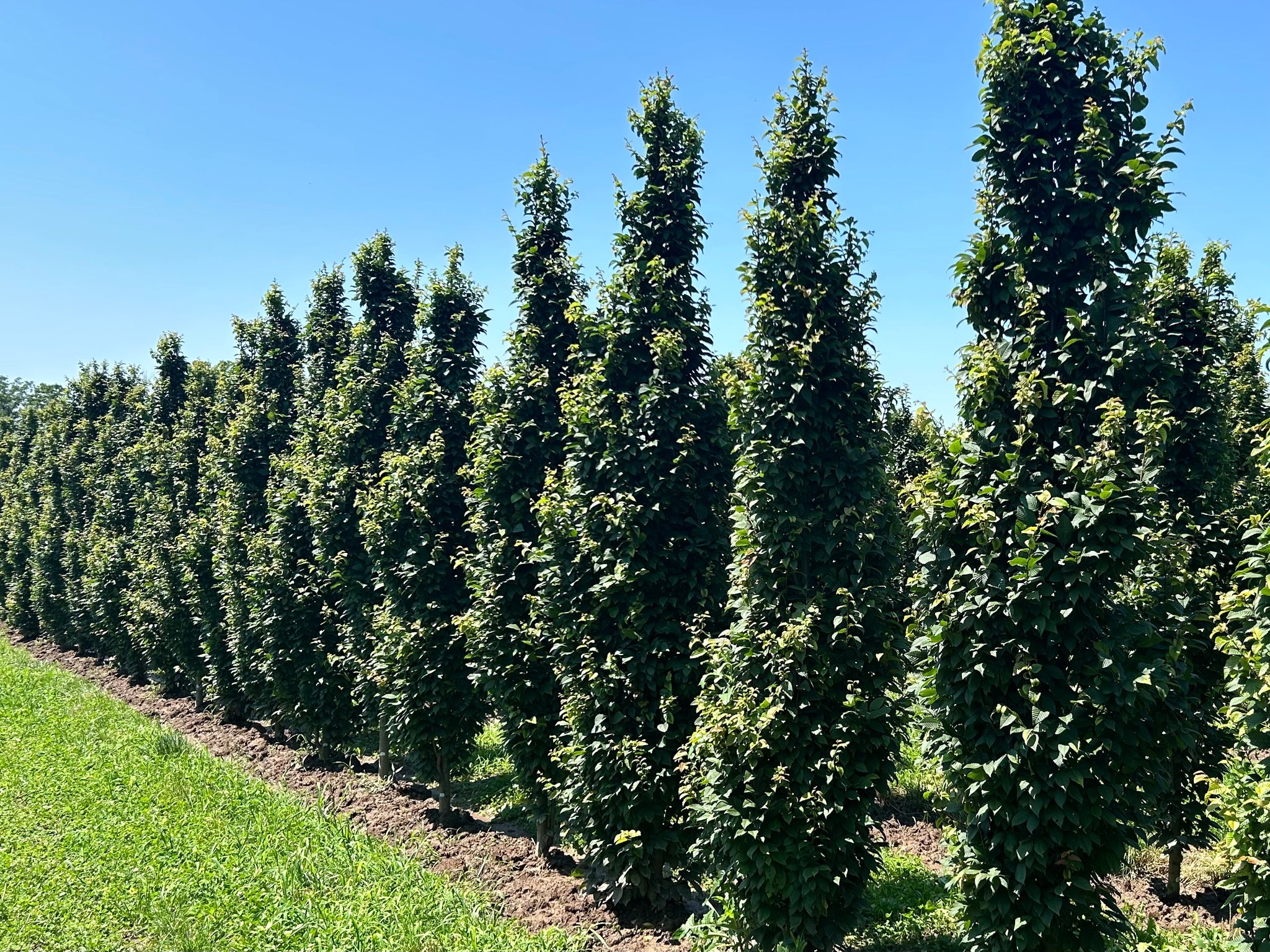 Lucas Pyramidal Hornbeam