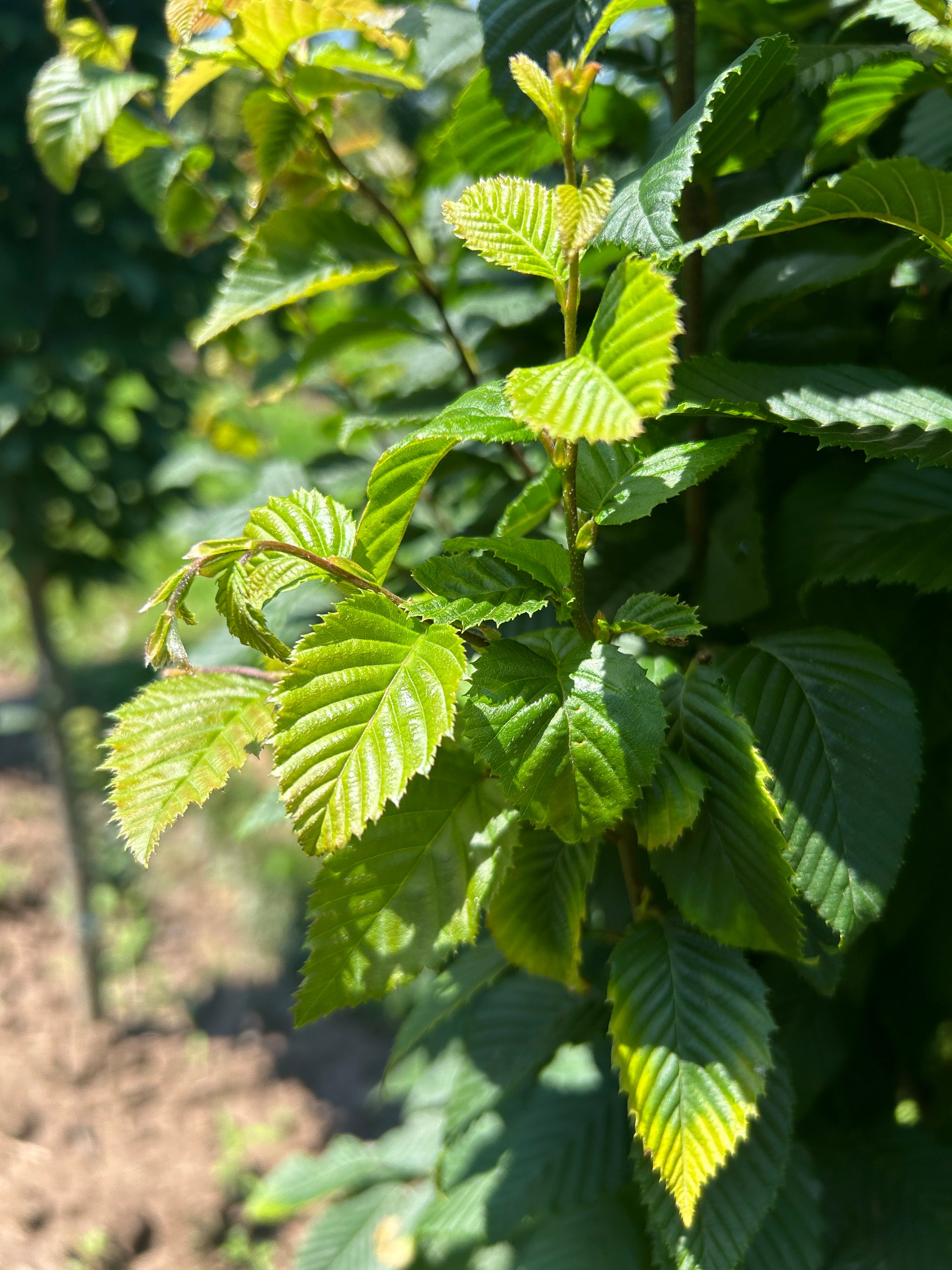 Lucas Pyramidal Hornbeam