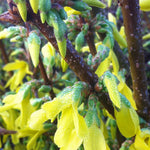 Forsythia x intermedia Spectabilis Showy Forsythia