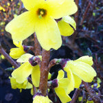 Forsythia ovata Ottawa Ottawa Forsythia