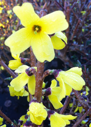 Forsythia ovata Ottawa Ottawa Forsythia