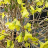 Forsythia suspensa Weeping Forsythia