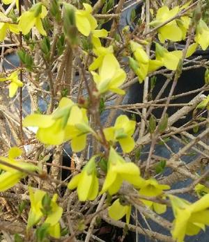 Forsythia suspensa Weeping Forsythia