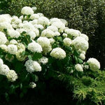 Hydrangea arborescens Annabelle Annabelle Hydrangea