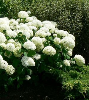 Hydrangea arborescens Annabelle Annabelle Hydrangea