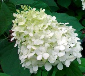 Hydrangea paniculata Pee Wee Pee Wee Hydrangea