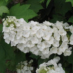 Hydrangea quercifolia Alice Alice Oakleaf Hydrangea