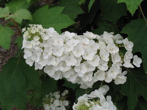 Hydrangea quercifolia Alice Alice Oakleaf Hydrangea