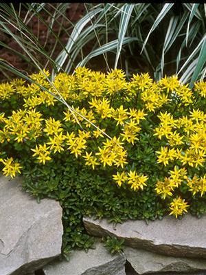 Sedum kamtschaticum Russian Stonecrop