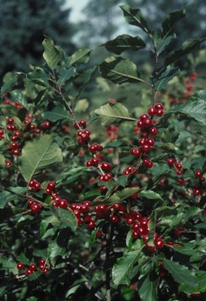 Ilex verticillata Winterberry Holly