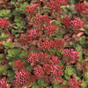 Sedum spurium Fuldaglut Two row Stonecrop