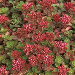 Sedum spurium Fuldaglut Two row Stonecrop