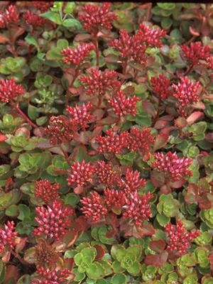 Sedum spurium Fuldaglut Two row Stonecrop