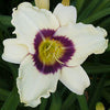 Hemerocallis Pandora's Box Daylily