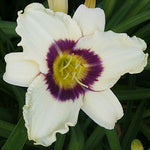 Hemerocallis Pandora's Box Daylily