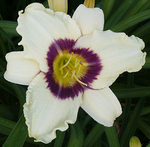 Hemerocallis Pandora's Box Daylily