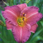 Hemerocallis Purple D'Oro Daylily