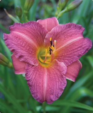 Hemerocallis Purple D'Oro Daylily