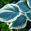 Hosta Blue Ivory PP19623 Plantain Lily